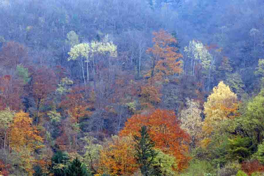 Vipera aspis francisciredi?